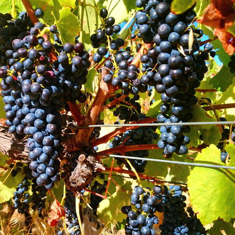 Hotham Ridge Estate - Accommodation Main Beach 32