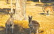 Sandpiper Retreat - thumb 37