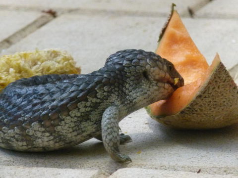 Seatrees Accommodation - Accommodation Main Beach 36