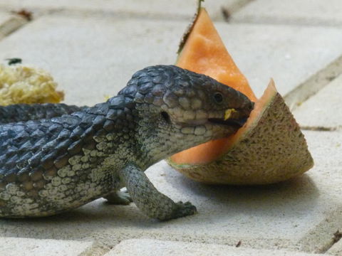 Seatrees Accommodation - Accommodation Main Beach 35