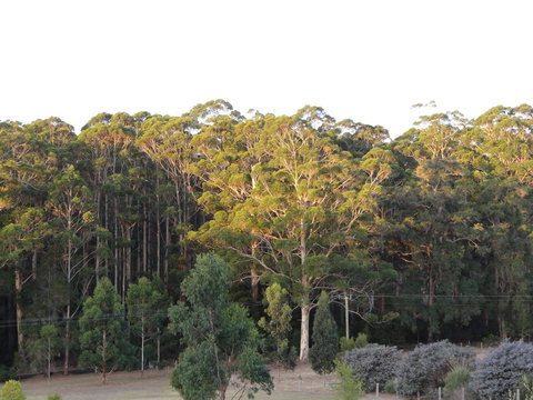 Big Brook Retreat - Accommodation Main Beach 11