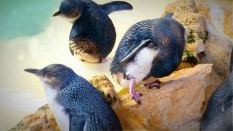 Island View Villas - Accommodation Main Beach 21