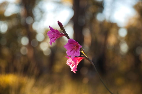 Amaroo Retreat & Spa - Accommodation Main Beach 14