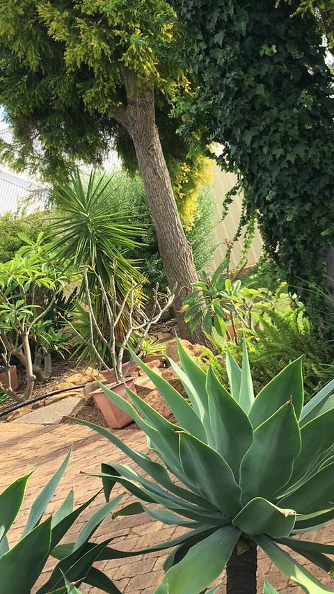 Armadale Cottage Bed & Breakfast - Accommodation Main Beach 1