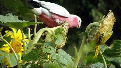 Bentwood Olive Grove Accommodation - Accommodation Main Beach 19