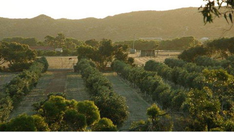 Bentwood Olive Grove Accommodation - Accommodation Main Beach 24