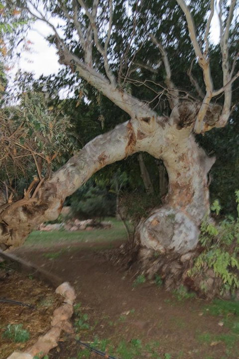 Bentwood Olive Grove Accommodation - Accommodation Main Beach 22