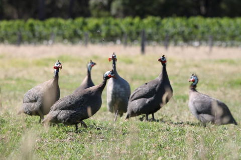 Windfall Estate Vineyard Cottage - Accommodation Main Beach 27