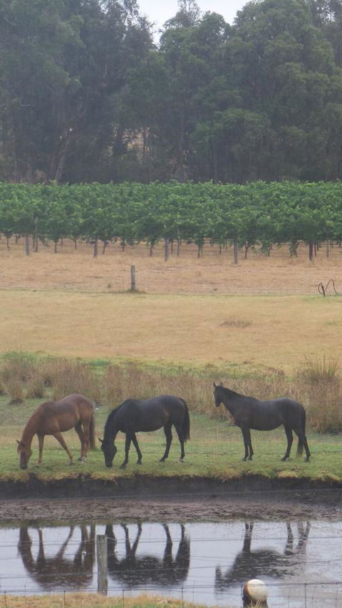 Windfall Estate Vineyard Cottage - Accommodation Main Beach 26