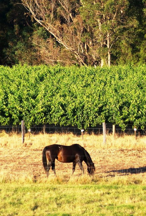 Windfall Estate Vineyard Cottage - Accommodation Main Beach 18