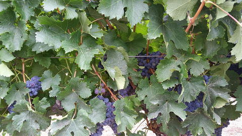 Windfall Estate Vineyard Cottage - Accommodation Main Beach 29