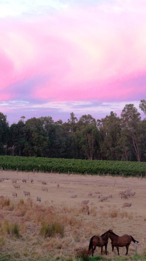 Windfall Estate Vineyard Cottage - Accommodation Main Beach 25