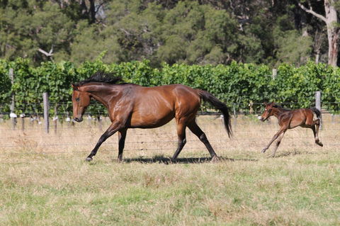 Windfall Estate Vineyard Cottage - Accommodation Main Beach 17