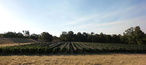 Windfall Estate Vineyard Cottage - Accommodation Main Beach 28