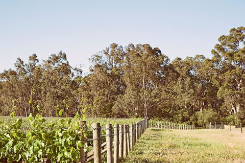 Windfall Estate Vineyard Cottage - Accommodation Main Beach 23