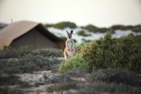 Sal Salis Ningaloo Reef - Accommodation Main Beach 32