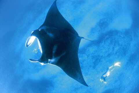 Sal Salis Ningaloo Reef - Accommodation Main Beach 28
