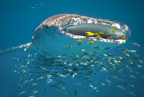 Sal Salis Ningaloo Reef - Accommodation Main Beach 20