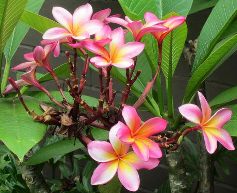 Garden Studio In Cottesloe - Accommodation Main Beach 13