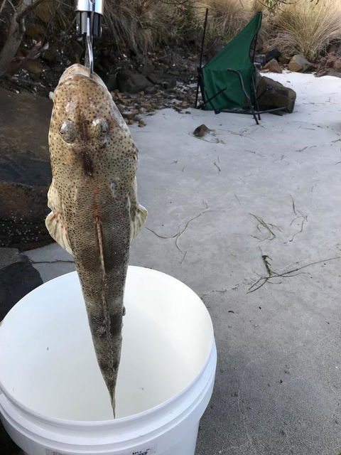 Summertime Cottage - Accommodation Main Beach 6