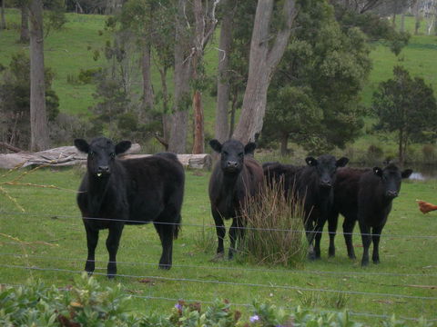 Platypus Park Country Retreat - Accommodation Main Beach 25