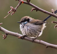 Free Spirit Pods - Accommodation Main Beach