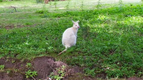 Bruny Ocean Cottage - Accommodation Main Beach 9