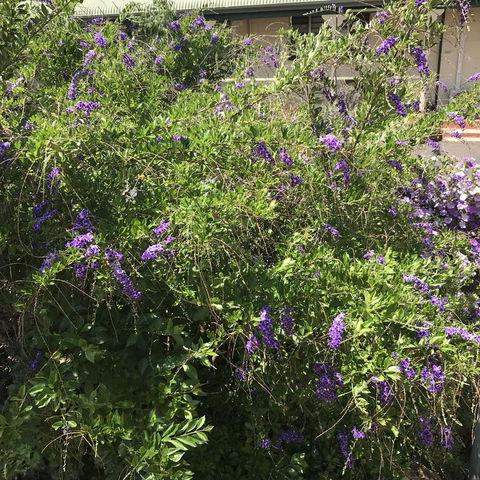 Oasis Motel - Accommodation Main Beach 3