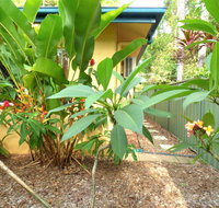 Rainforest Cottage Cairns - Accommodation Main Beach