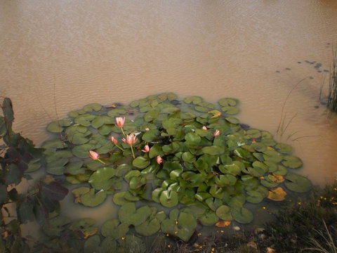 River Downs Cottage - Accommodation Main Beach 3