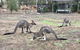 Stawell Holiday Cottages - thumb 1