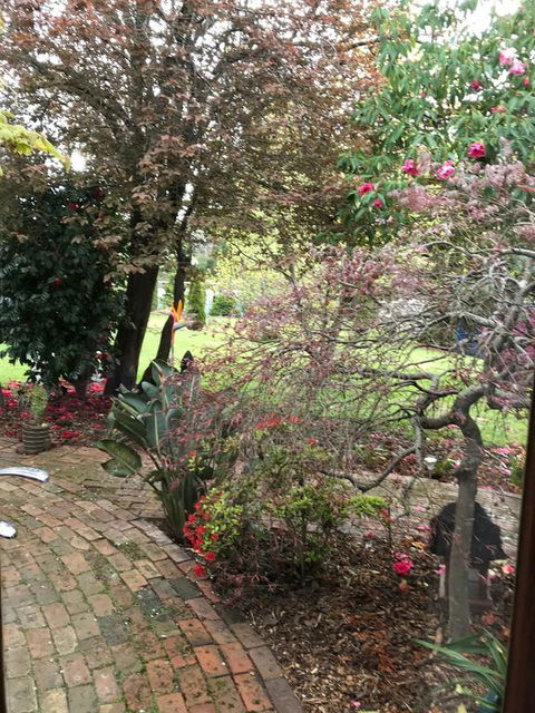 Stony Rise Cottage B&B - Accommodation Main Beach 1
