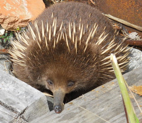 Southern Forest Accommodation - Accommodation Main Beach 25