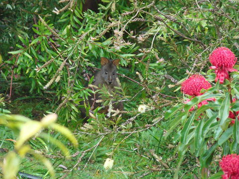 Southern Forest Accommodation - Accommodation Main Beach 12