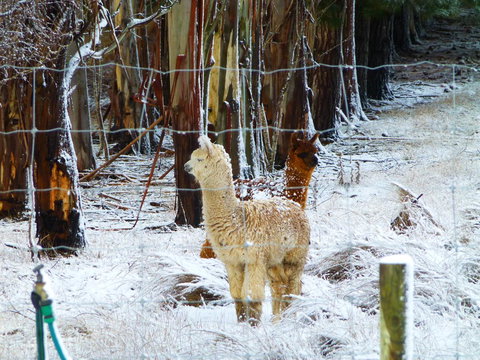 Quamby Pines Chalet - Accommodation Main Beach 13