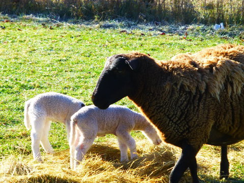Quamby Pines Chalet - Accommodation Main Beach 5