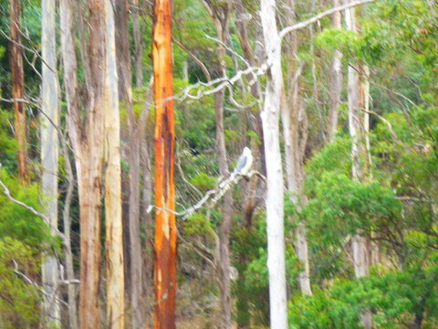 Quamby Pines Chalet - Accommodation Main Beach 11