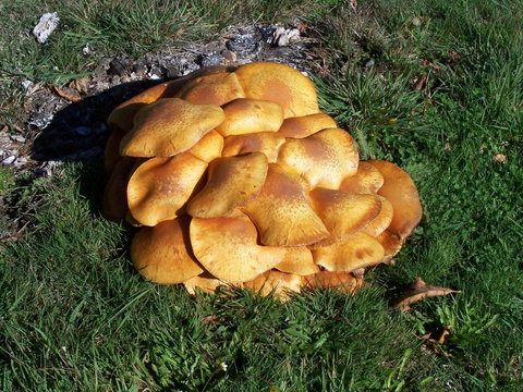 Quamby Pines Chalet - Accommodation Main Beach 12