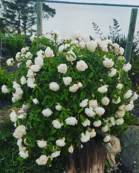 AppleBay Guest House - Accommodation Main Beach 29