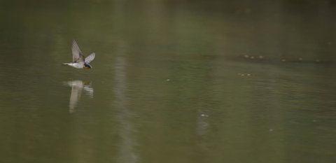Naivasha Cottage - Accommodation Main Beach 13
