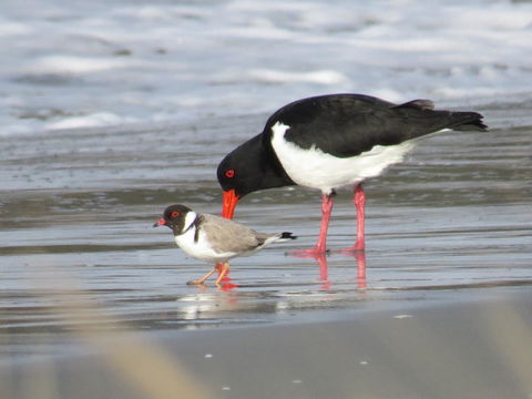 Captain Cook Holiday Park - Accommodation Main Beach 17