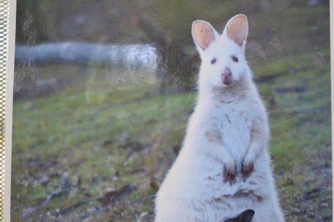 Captain Cook Holiday Park - Accommodation Main Beach 22