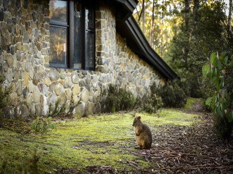 Discovery Parks - Cradle Mountain - Accommodation Main Beach 22
