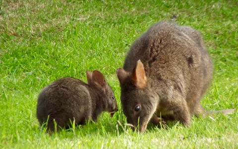 Eden Orchard & Farmstay - Accommodation Main Beach 31