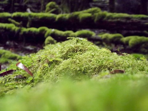 Eden Orchard & Farmstay - Accommodation Main Beach 14