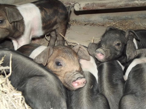 Eden Orchard & Farmstay - Accommodation Main Beach 36