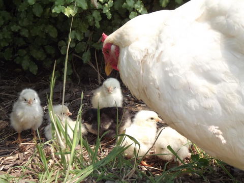 Eden Orchard & Farmstay - Accommodation Main Beach 27