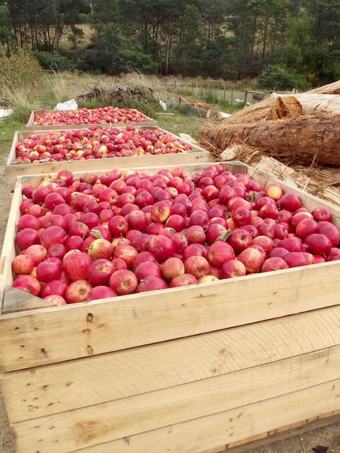 Eden Orchard & Farmstay - Accommodation Main Beach 33