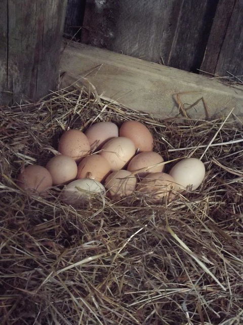 Eden Orchard & Farmstay - Accommodation Main Beach 30