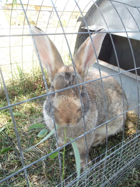 Eden Orchard & Farmstay - Accommodation Main Beach 29